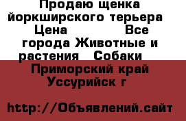 Продаю щенка йоркширского терьера  › Цена ­ 20 000 - Все города Животные и растения » Собаки   . Приморский край,Уссурийск г.